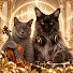 D2qq-K7yT_w-channel-avatar-FELINE CONCERTO