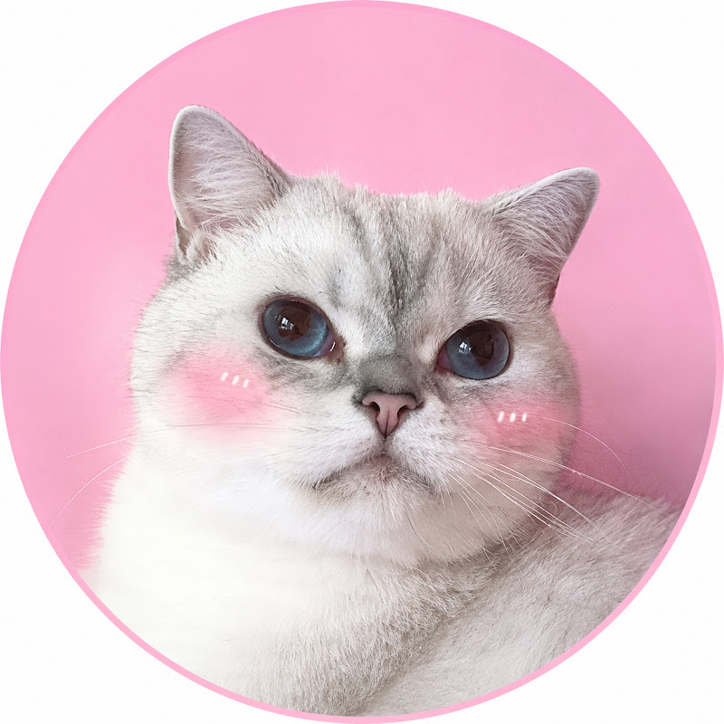 Coco Cat