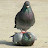 @pigeons3623