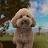 m-FT2-V6DRI-channel-avatar-ConkerThePoochon