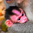 c5OMOgO76WU-channel-avatar-Adorable Wild Worldwide