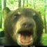 owlnkJYJqzs-channel-avatar-DearBearLive