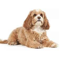 ちょんまげ切り抜き