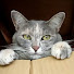 M7_Co6p-7tU-channel-avatar-えだむぎはな