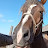 мустанг Stallion