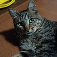 チャチャ モックアイコン画像