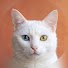mZyXaPTOS2Y-channel-avatar-Mewville