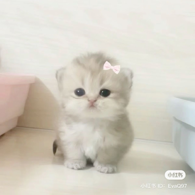 kitty icon