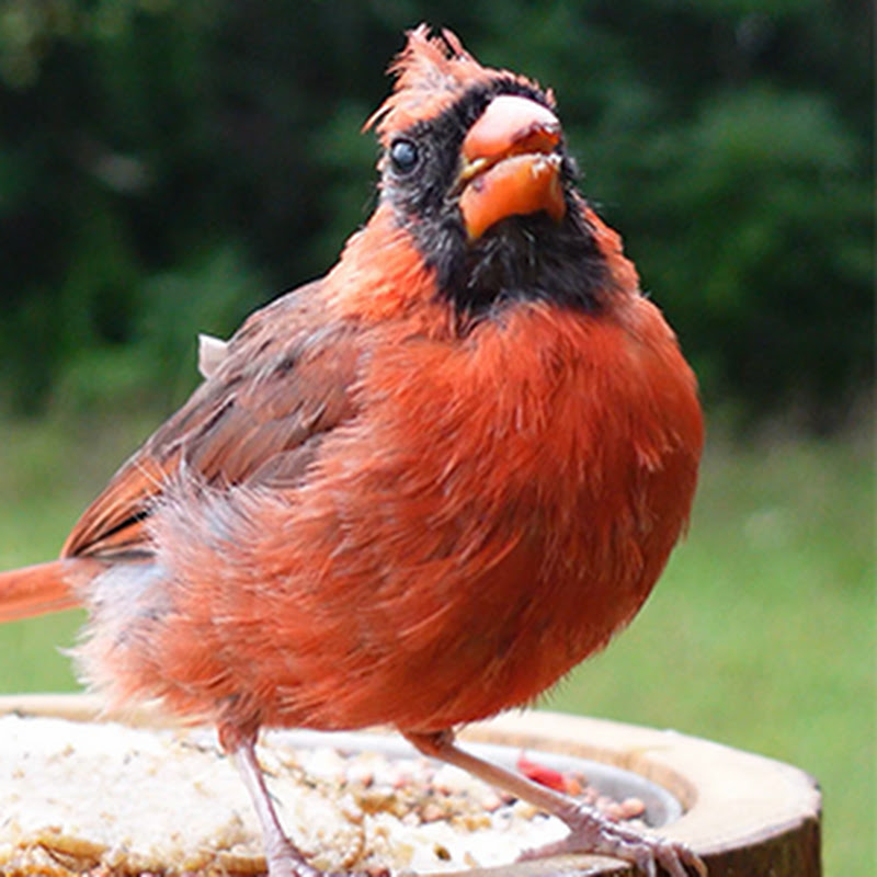 Awesome World 奇妙世界