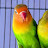 Love birds life