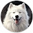 Samoyed USA