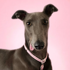 Fairy the Greyhound  Avatar