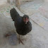 3wlU-CsP91M-channel-avatar-ARAVIND FARMS