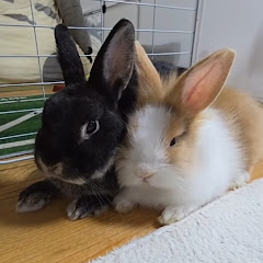 밤이랑태우🐰bunny papa