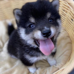 じゅんくん【豆柴】