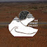_iF7bj32h68-channel-avatar-The Upshot Project