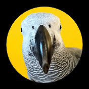 Maverick The African Grey