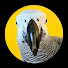 wXDOThPdS-A-channel-avatar-Maverick The African Grey