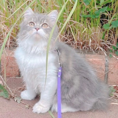 Fluffy Mates -動物と私-アイコン画像