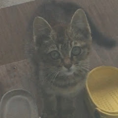 １００日後になつく猫