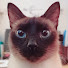 2kcwOYT6sic-channel-avatar-The Curious Cat Library