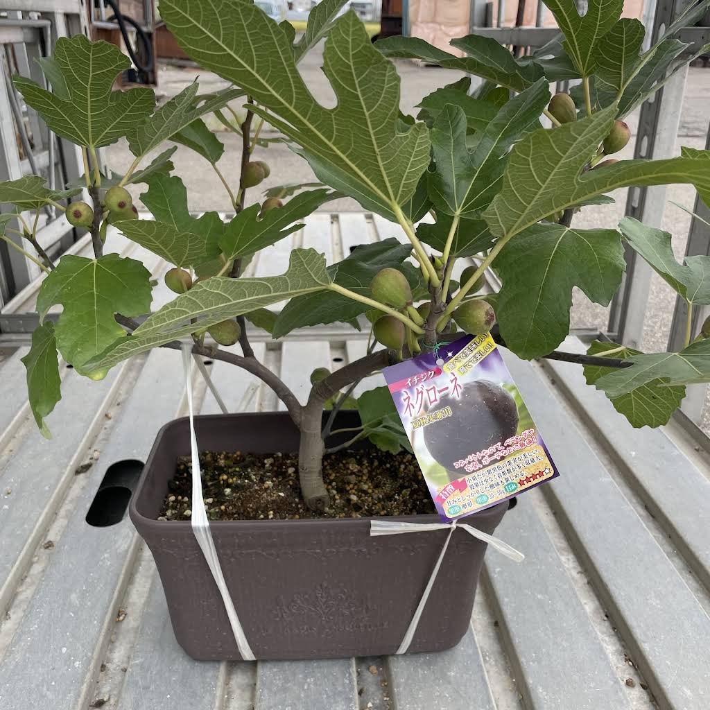 イチジク苗木「　CARLETTO 　　」N-15 イチジク苗木「 CARLETTO 」N-15 イチジク 苗木 ネグローネ 15cm