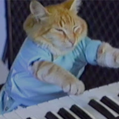 Keyboard Cat 2020 Avatar