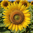 rfqlgeYU7kc-channel-avatar-flyinghigh20090