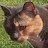 @cuttlefishpie3731's avatar