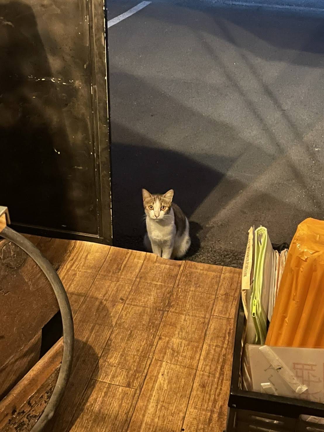 ねこさま様 画像・写真】《ねこさまのイタズラ》愛する猫の悪魔的所業がSNSで大