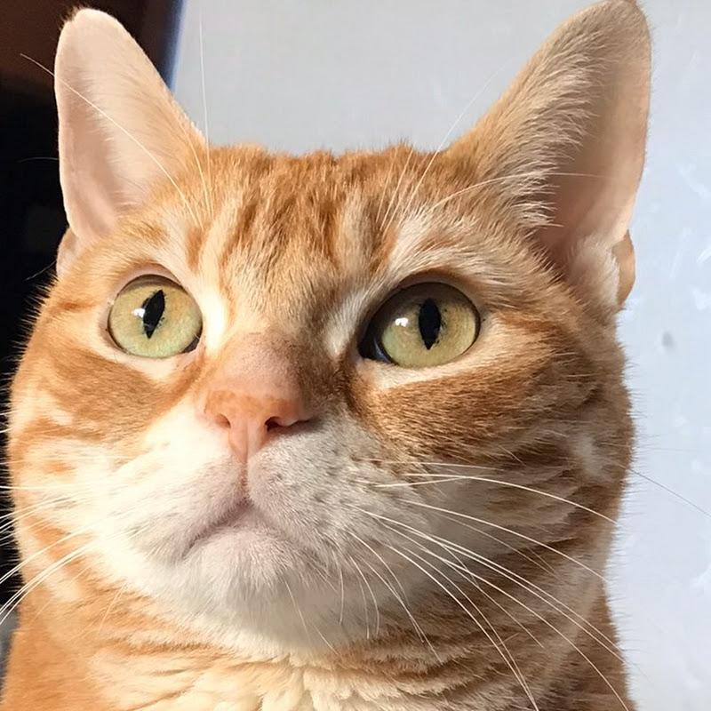 あおいみおゆっくり実況のサムネイル