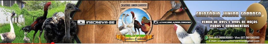 Junior Cardoso CriatÃ³rio Avatar canale YouTube 