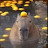 @Capybarapubg123