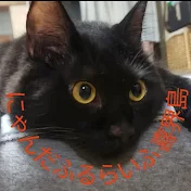 にゃんだふるらいふ喜界島