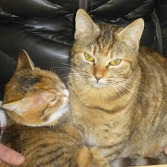 みけとらチャンネル