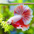 OULUCKNi59A-channel-avatar-goldfish