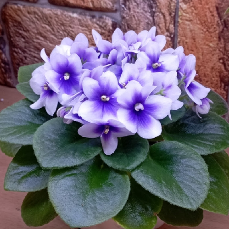 Эстетика домашних фиалок Logo