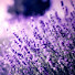 RZDJuDqm_N4-channel-avatar-Lawanda