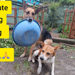 kenny the German shepherd 8