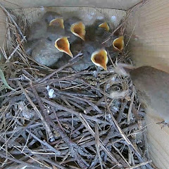 Illinois Backyard Birds and Wildlife Avatar