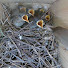 Vxn6tF9GmaI-channel-avatar-Illinois Backyard Birds and Wildlife