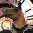 iL2dbngsylM-channel-avatar-Walking With Llama Paws - Country Walks & More