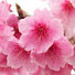 H_4qCnH9iSg-channel-avatar-CherryGrove