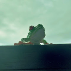 Ming City Rockers net worth