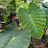 Infojardineria