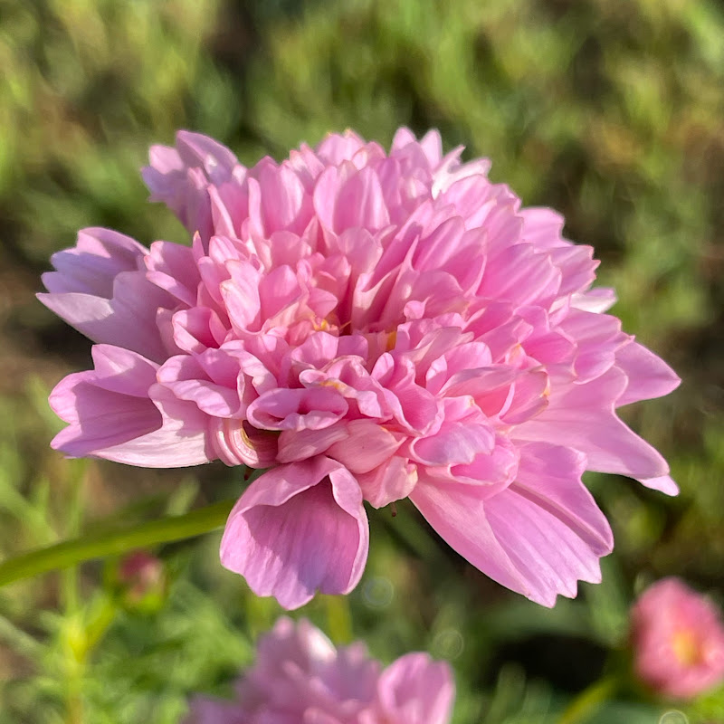 My Home & Garden - Known & Unknown Facts