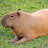 @Capybara-20134