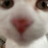ti81WQJ2TzE-channel-avatar-어느집사의하루