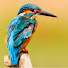 BVWMO6XDjpo-channel-avatar-The Travel Trails