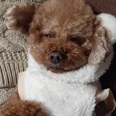 老犬トイプードルむーちゃんの日常 脳梗塞から復活アイコン画像